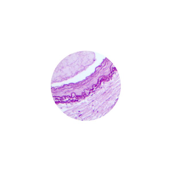 Hepatitis B Stain Kit